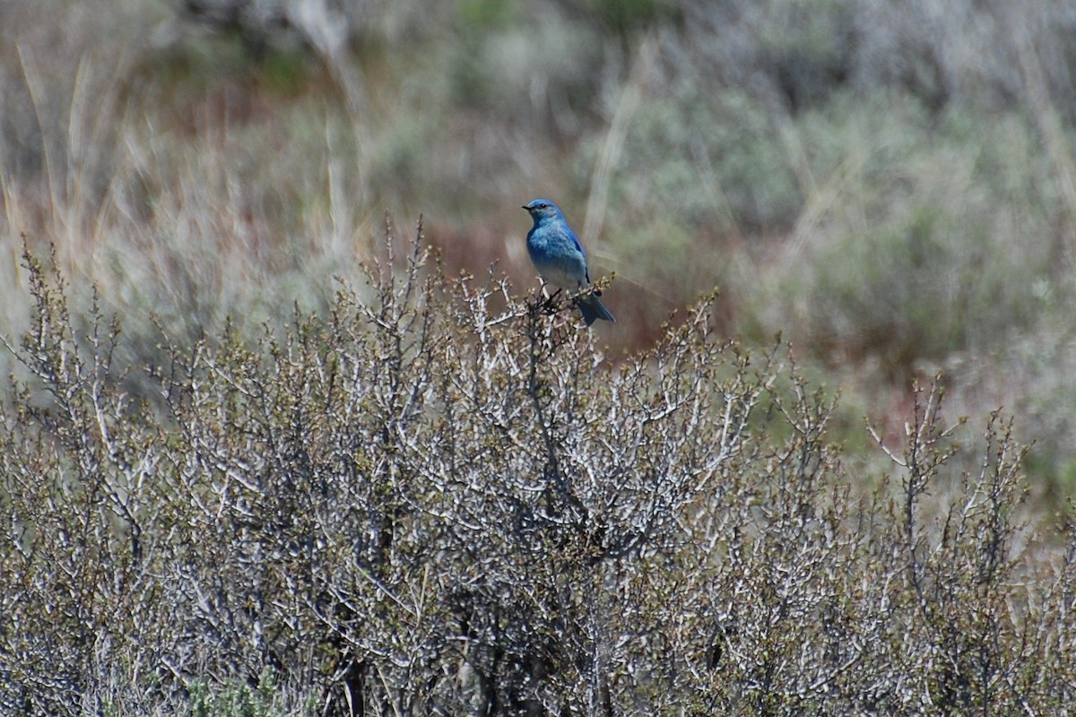 Mountain Bluebird - ML616902154