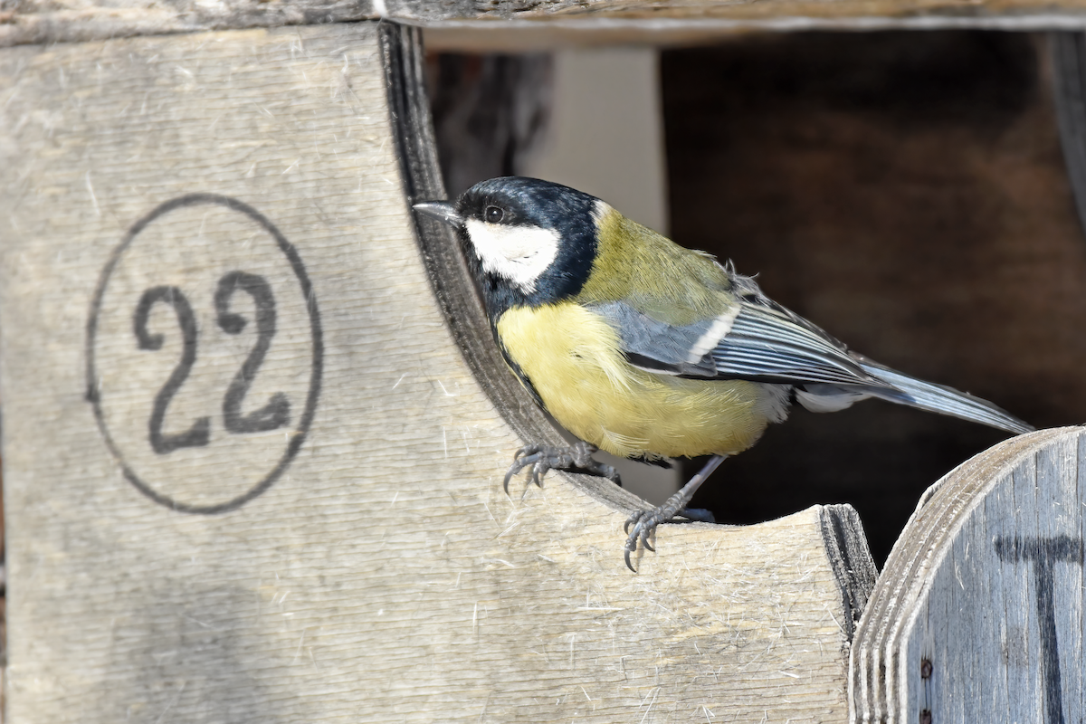 Mésange charbonnière - ML616902160