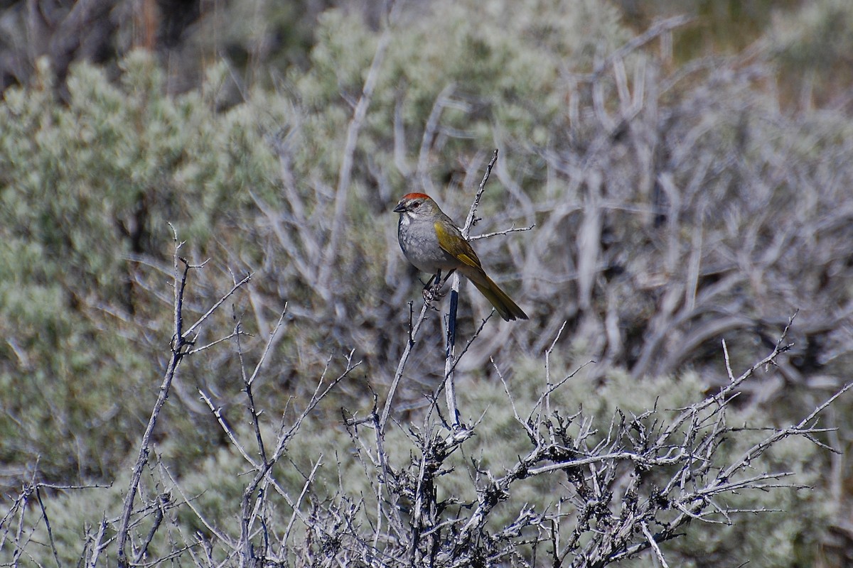 Green-tailed Towhee - ML616902192