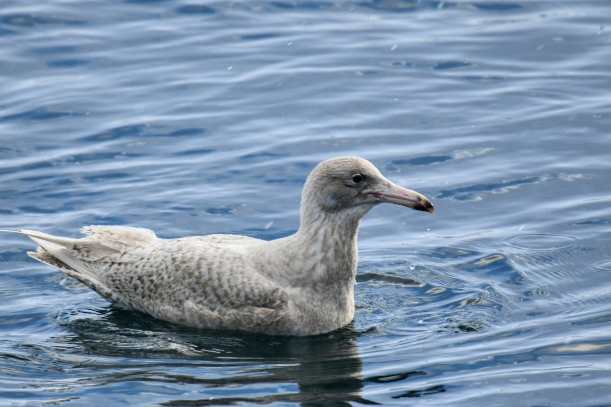 Glaucous Gull - ML616902196