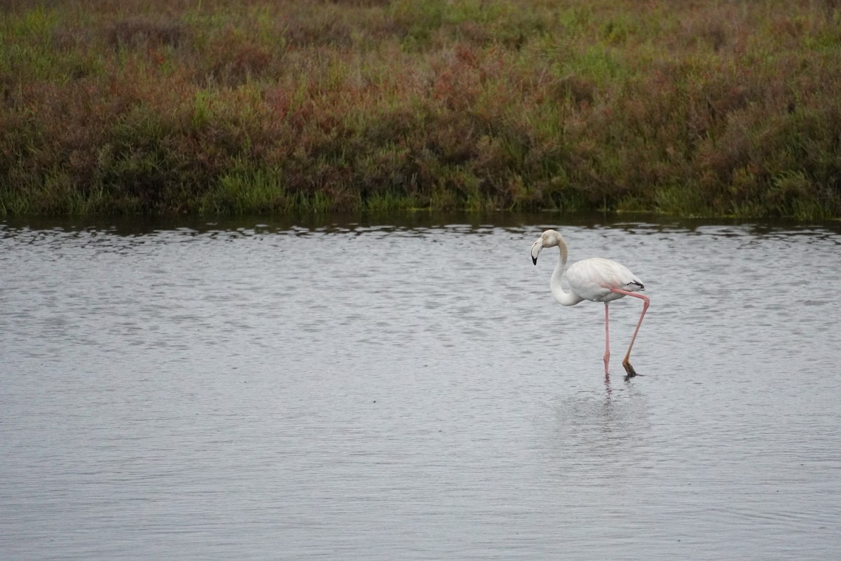 Flamingo - ML616902228