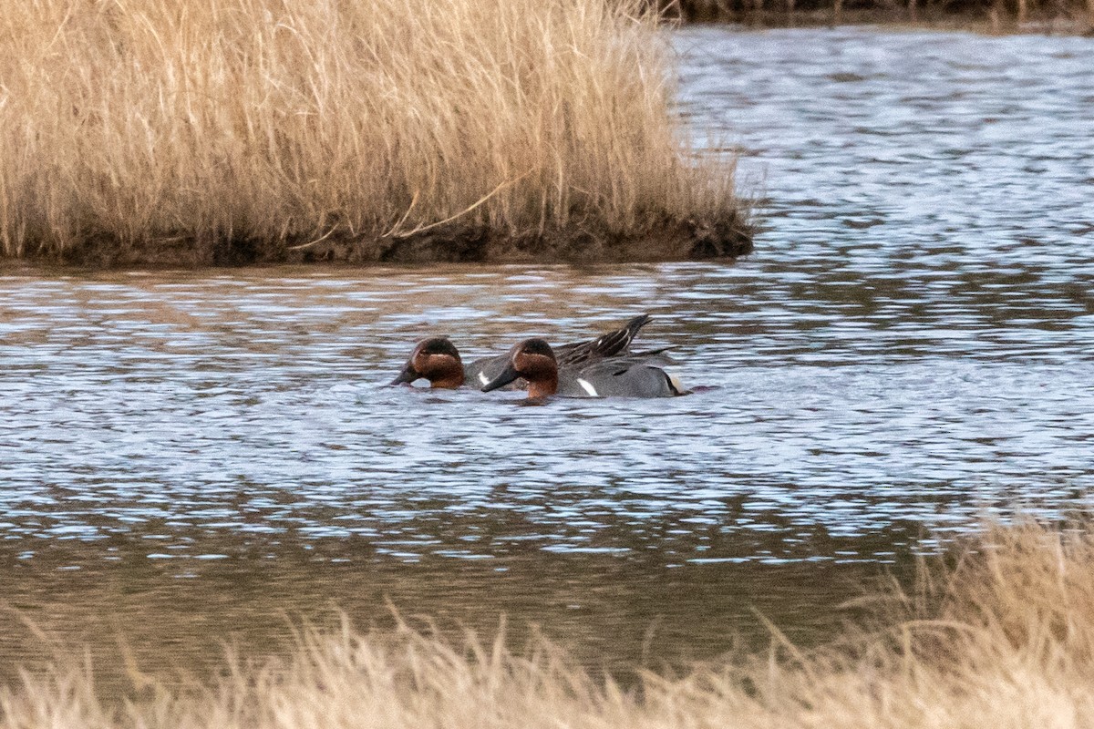 Green-winged Teal - ML616902233