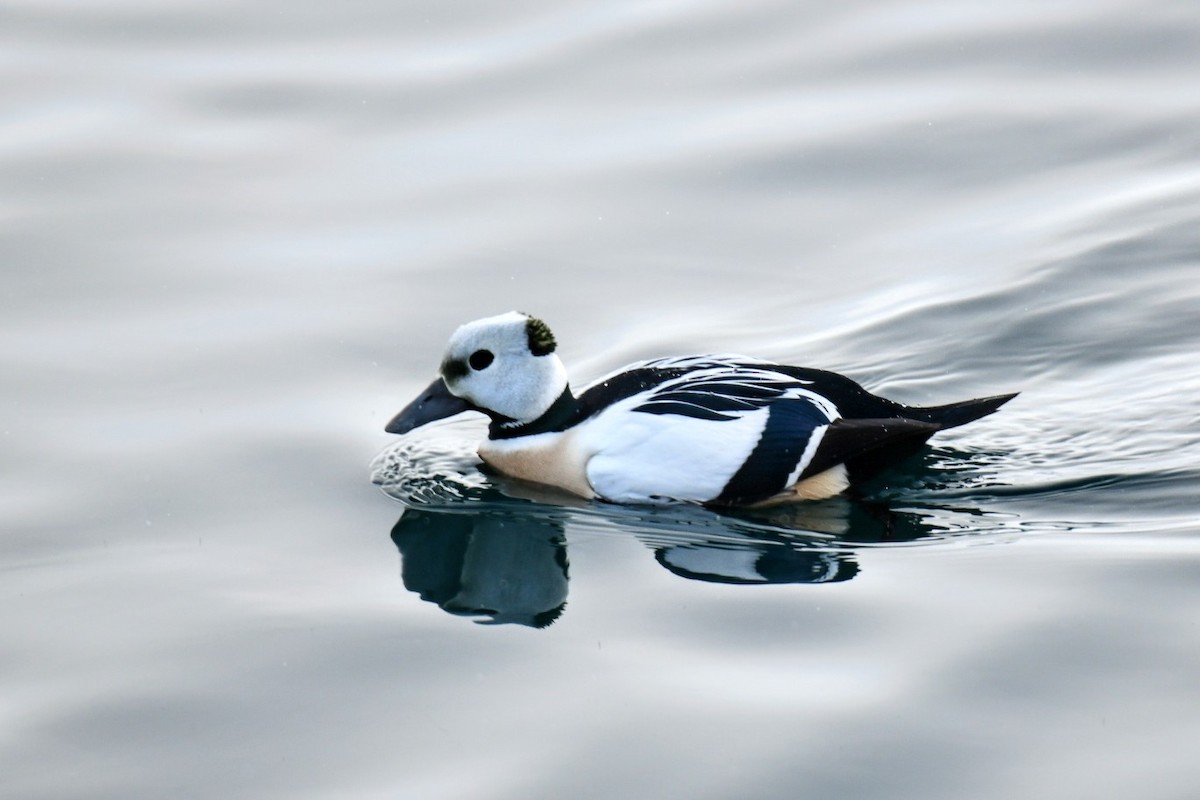 Steller's Eider - ML616902266