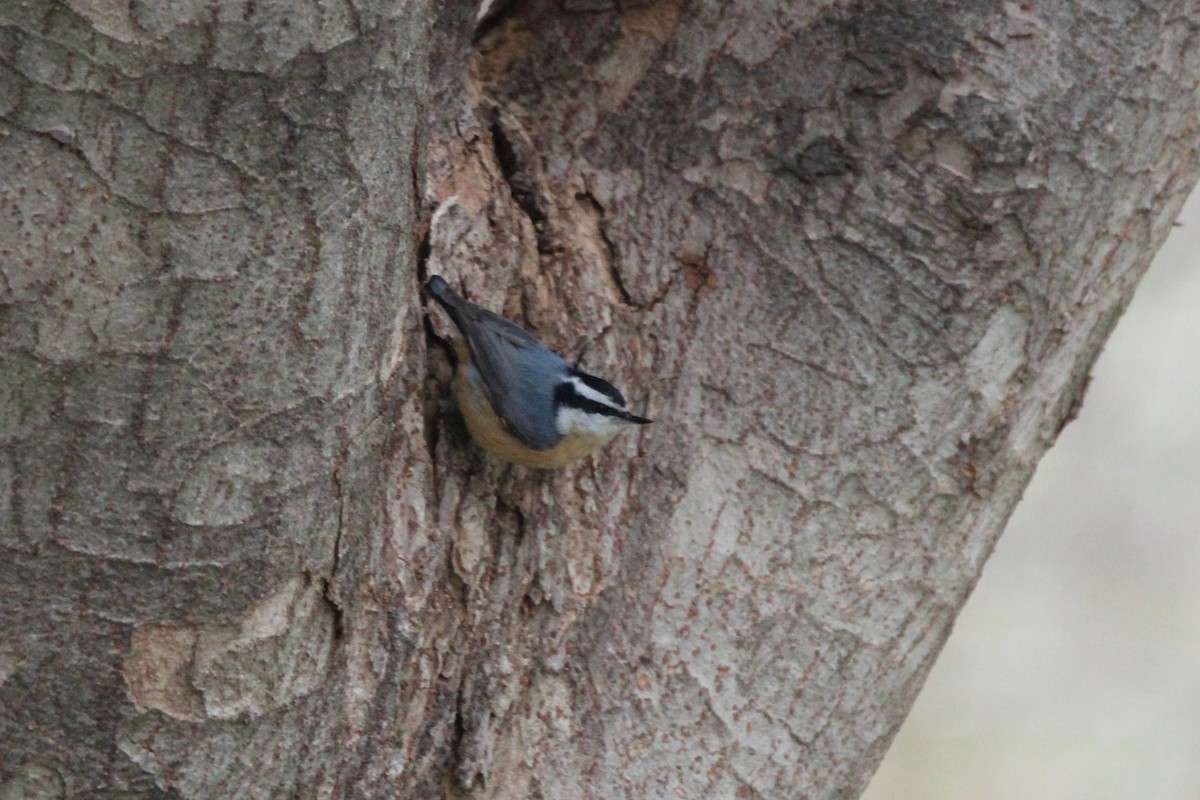 Red-breasted Nuthatch - ML616902270