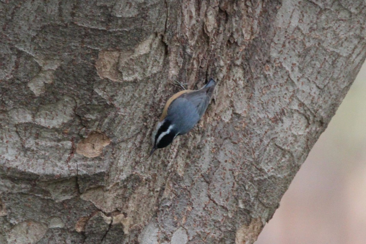 Red-breasted Nuthatch - ML616902271