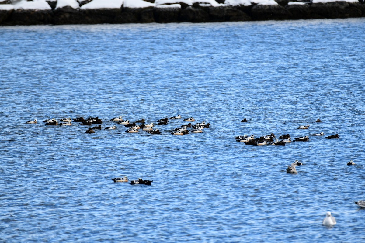 Steller's Eider - ML616902279