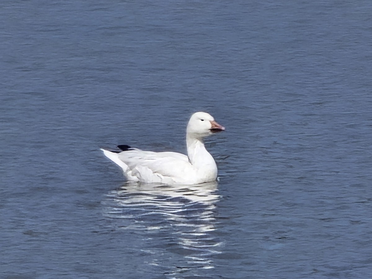 Snow Goose - ML616902383