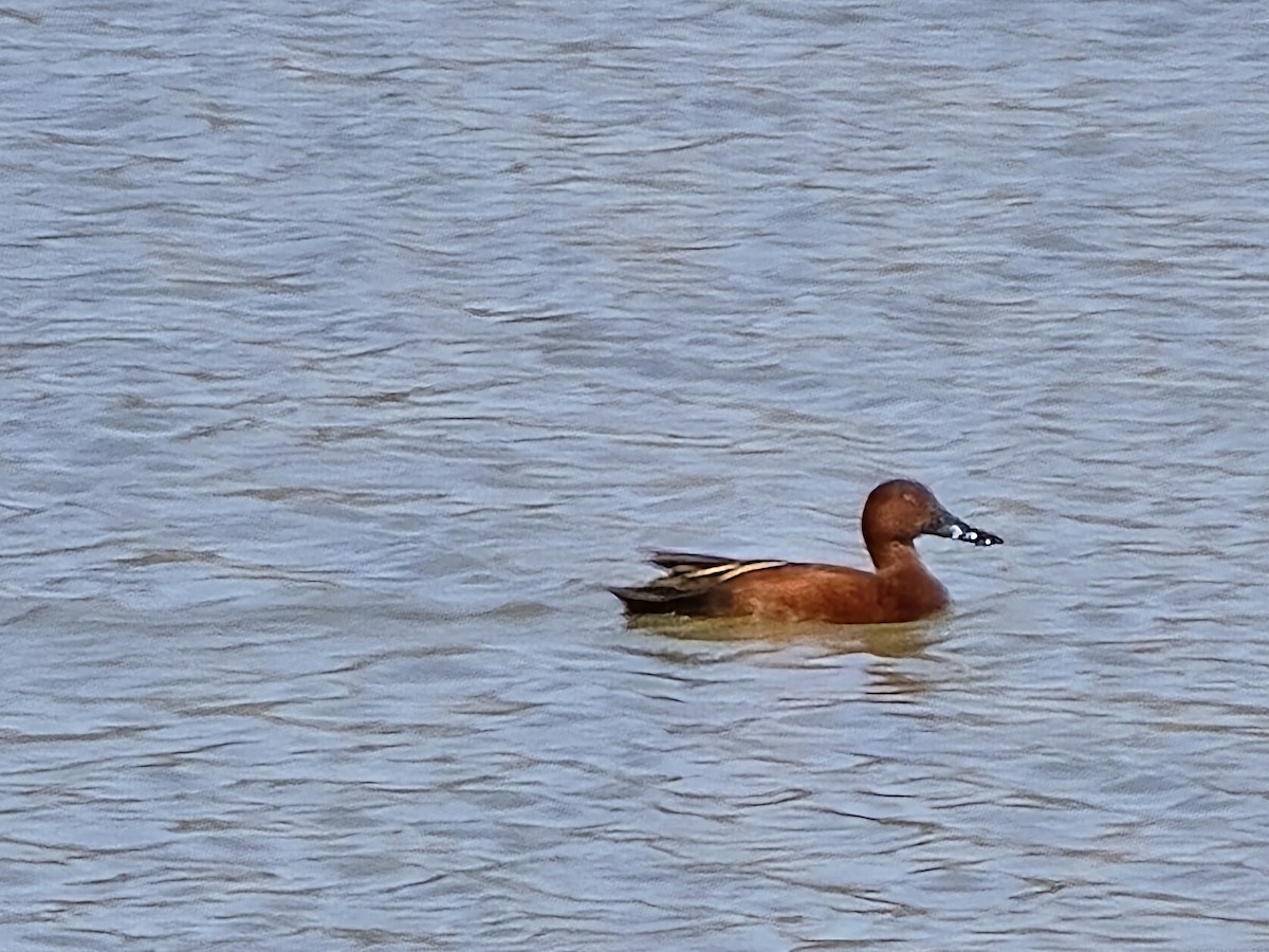 Cinnamon Teal - Paul Bills