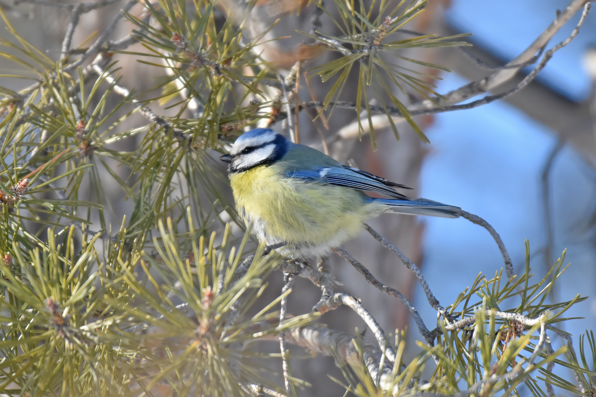 Mésange bleue - ML616902392