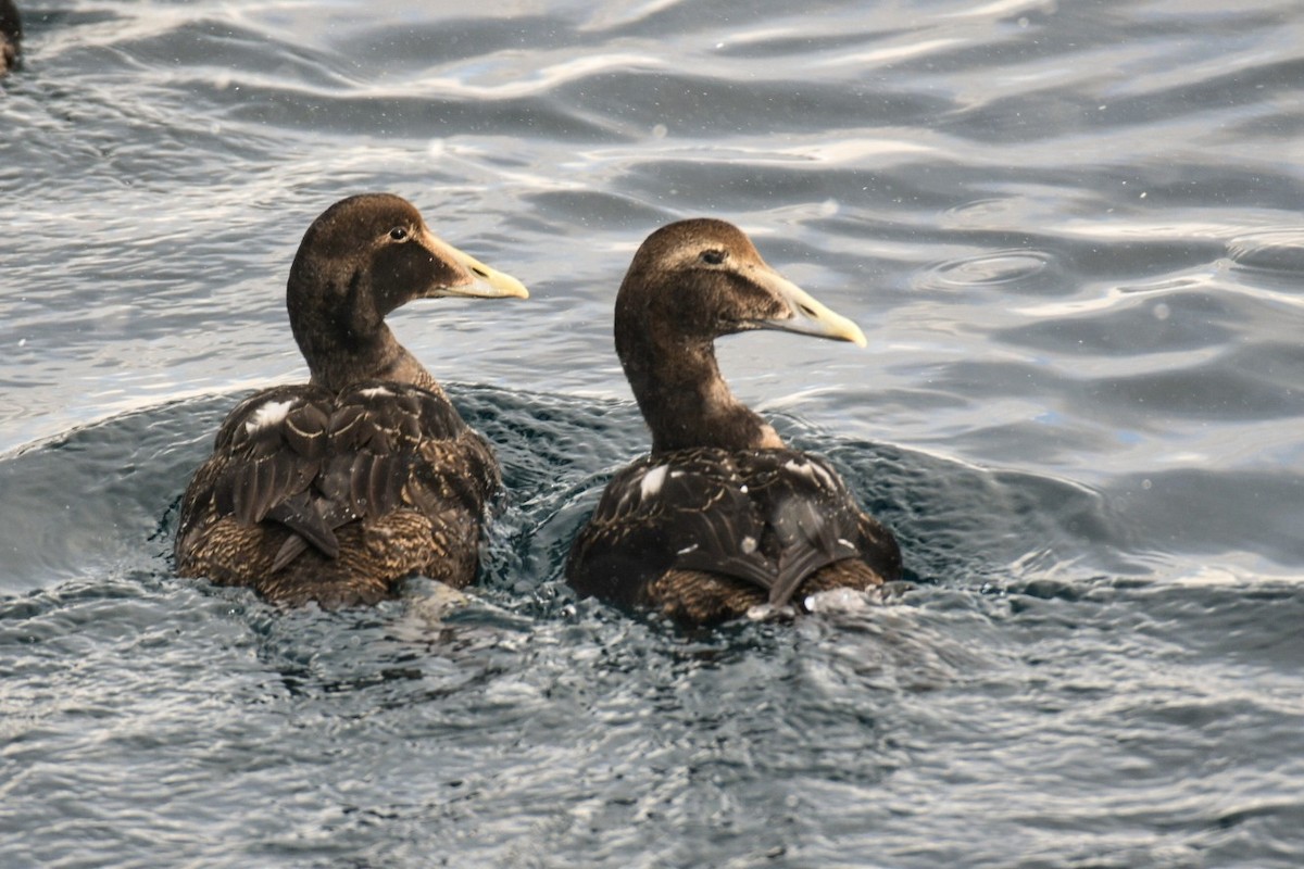 Common Eider - ML616902399