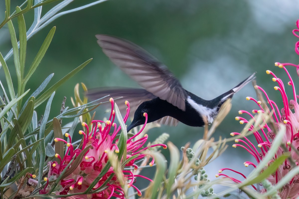 Colibrí Negro - ML616902431