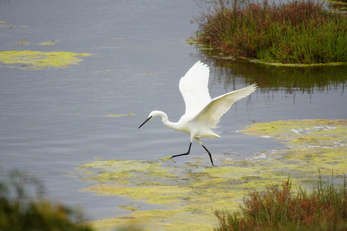 Little Egret - ML616902449