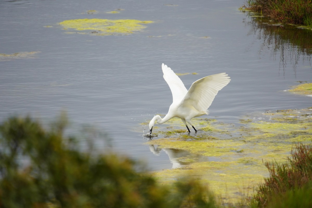 Little Egret - ML616902451