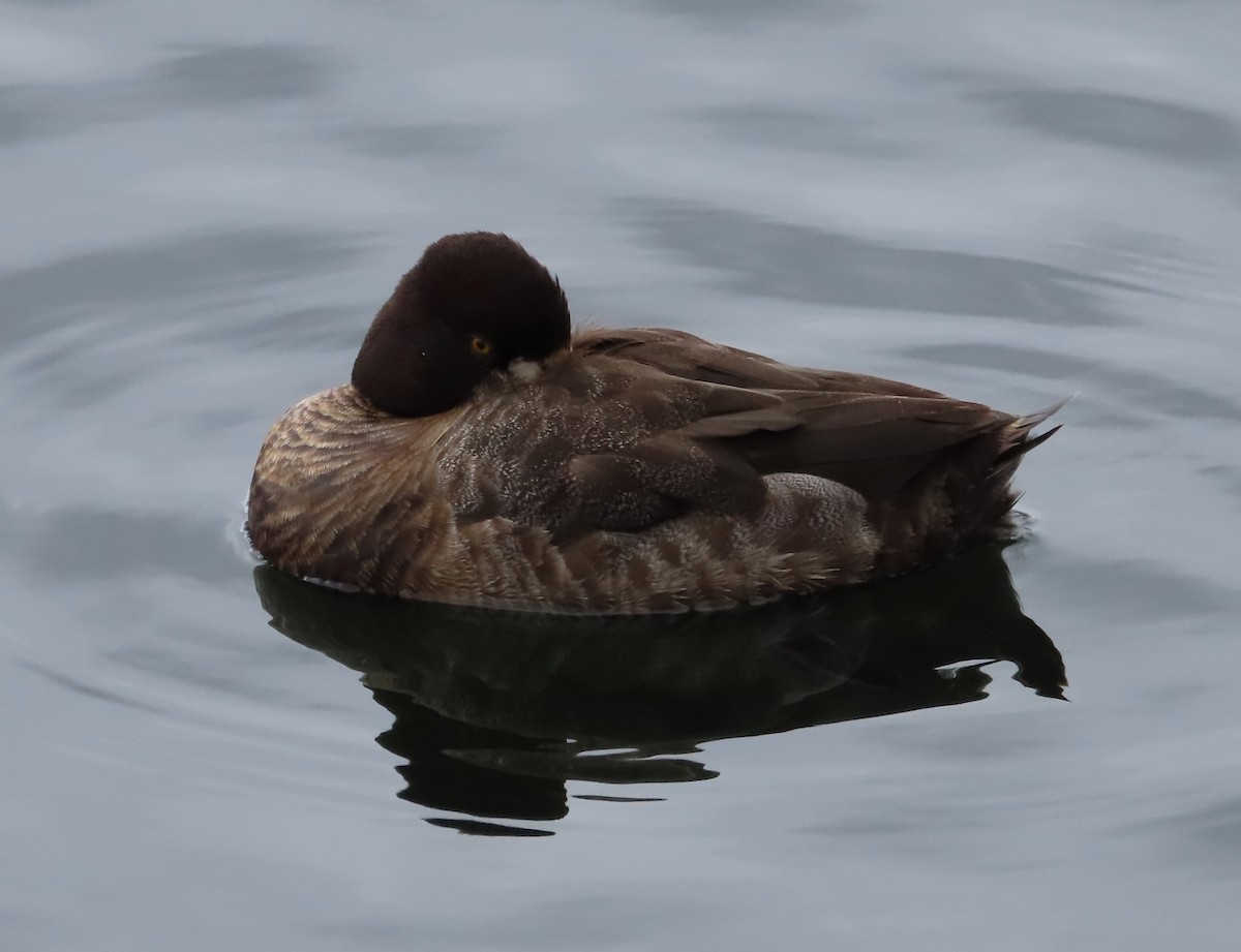 Lesser Scaup - Mary Beth Kooper