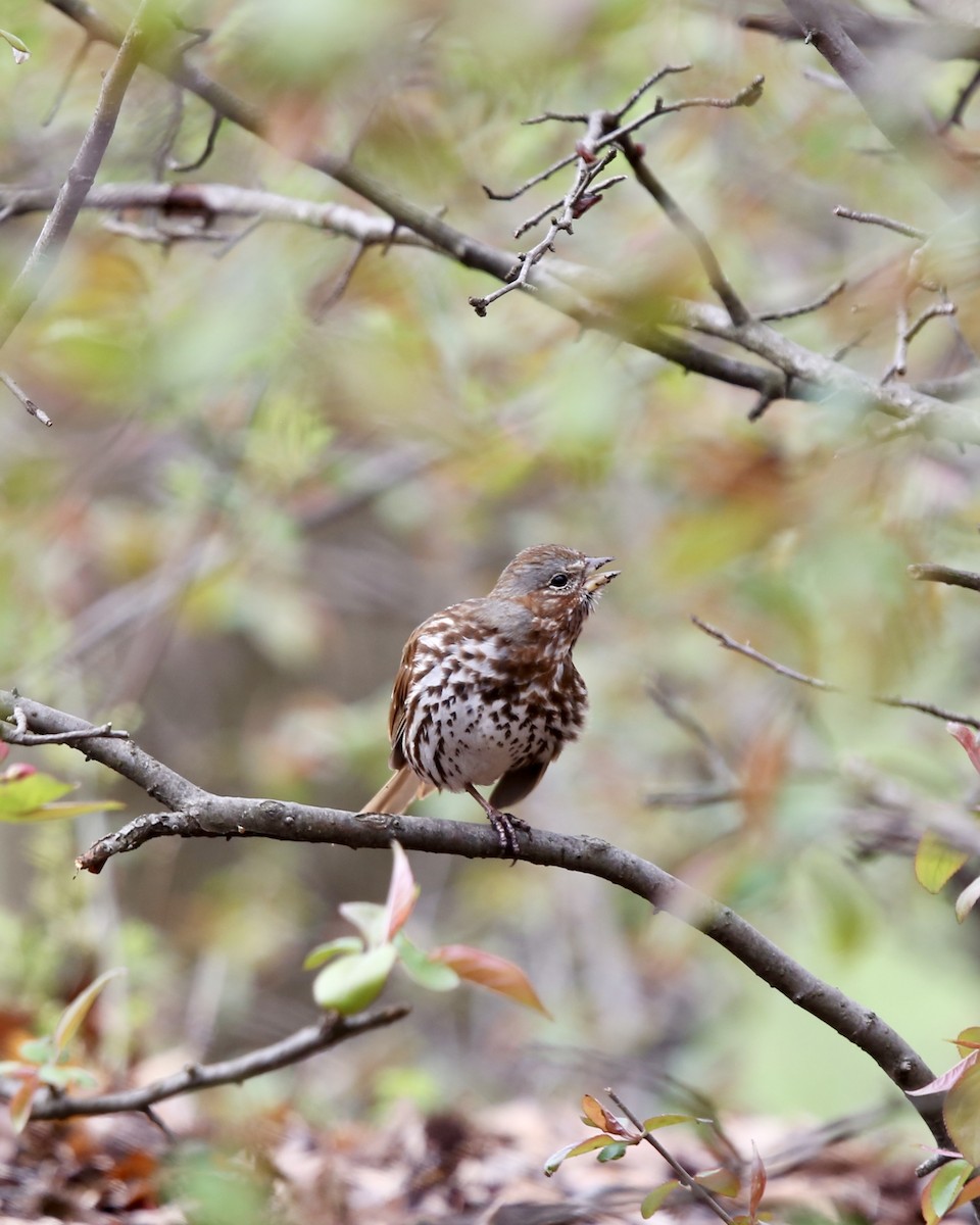 Fox Sparrow - ML616902512