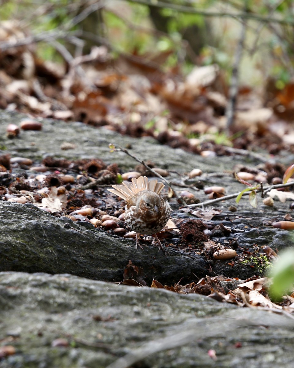 Fox Sparrow - ML616902513