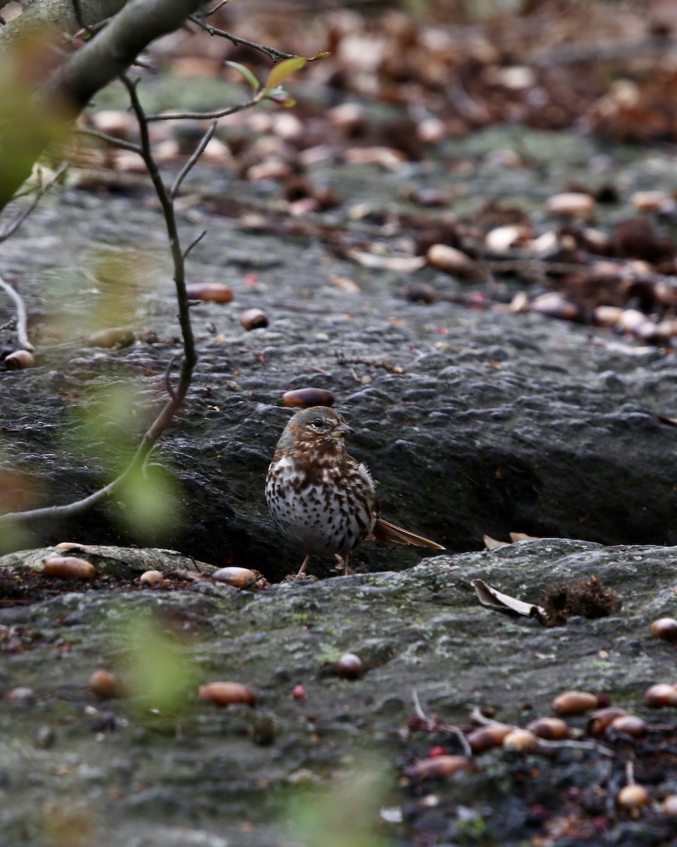 Fox Sparrow - ML616902514