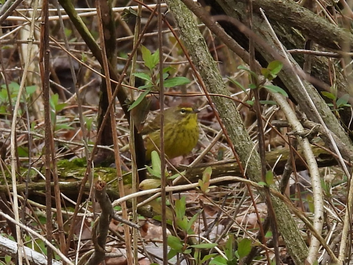 Palm Warbler - ML616902541