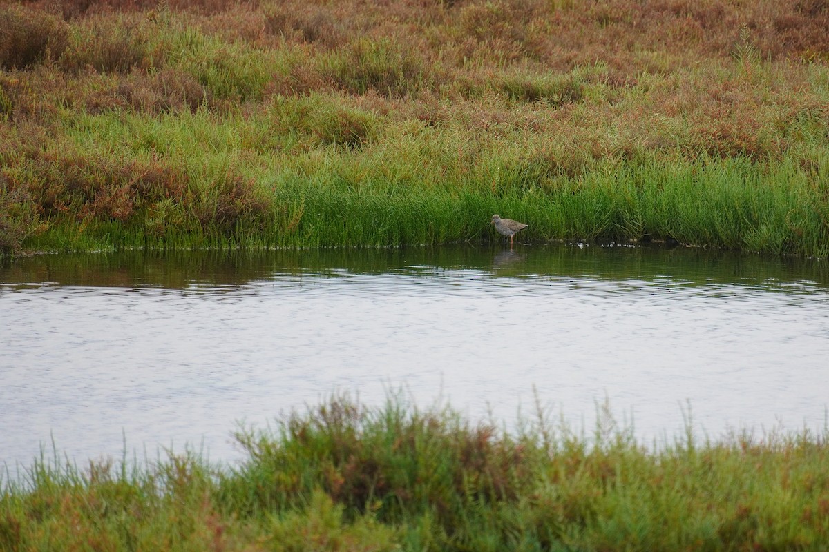 Common Redshank - ML616902564