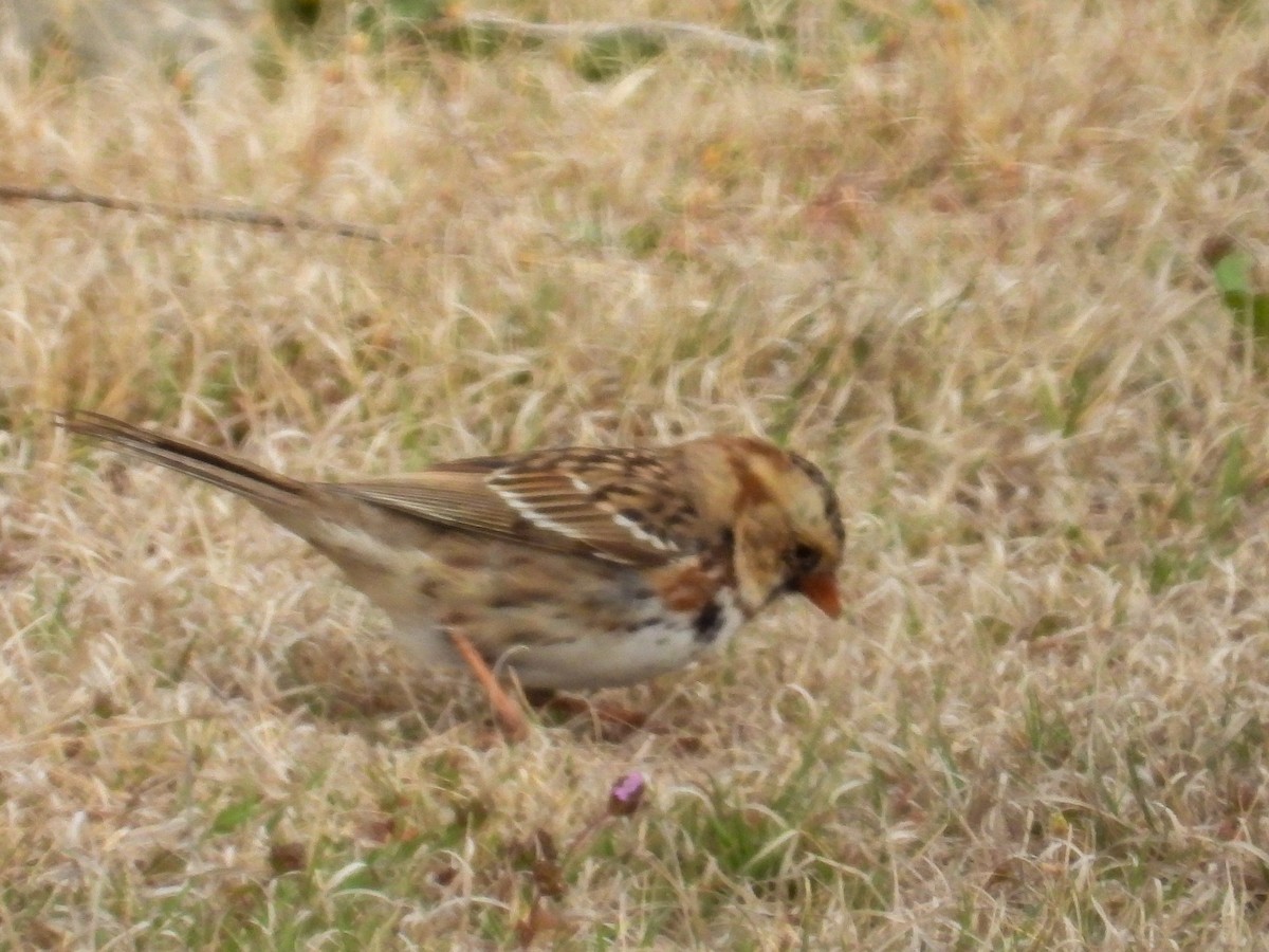 Harris's Sparrow - ML616902581