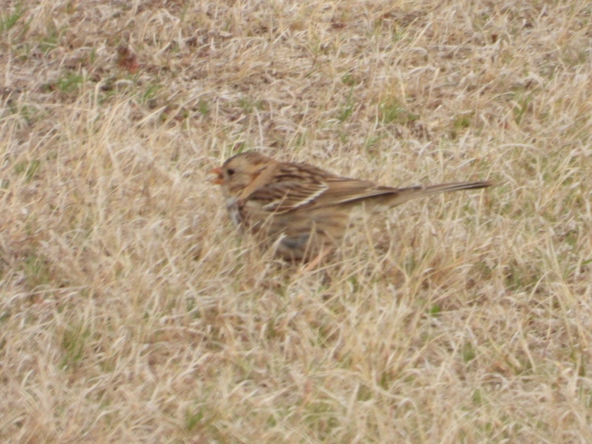 Harris's Sparrow - ML616902587