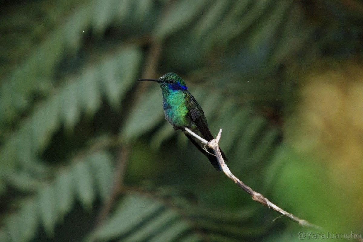 kolibřík modrouchý - ML616902598