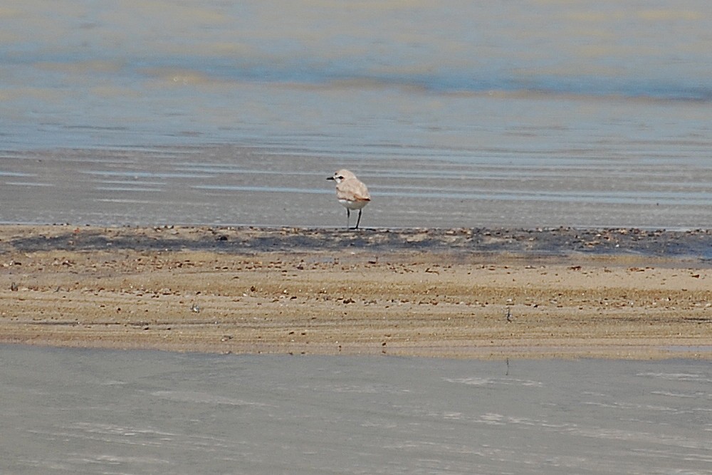 Snowy Plover - ML616902599