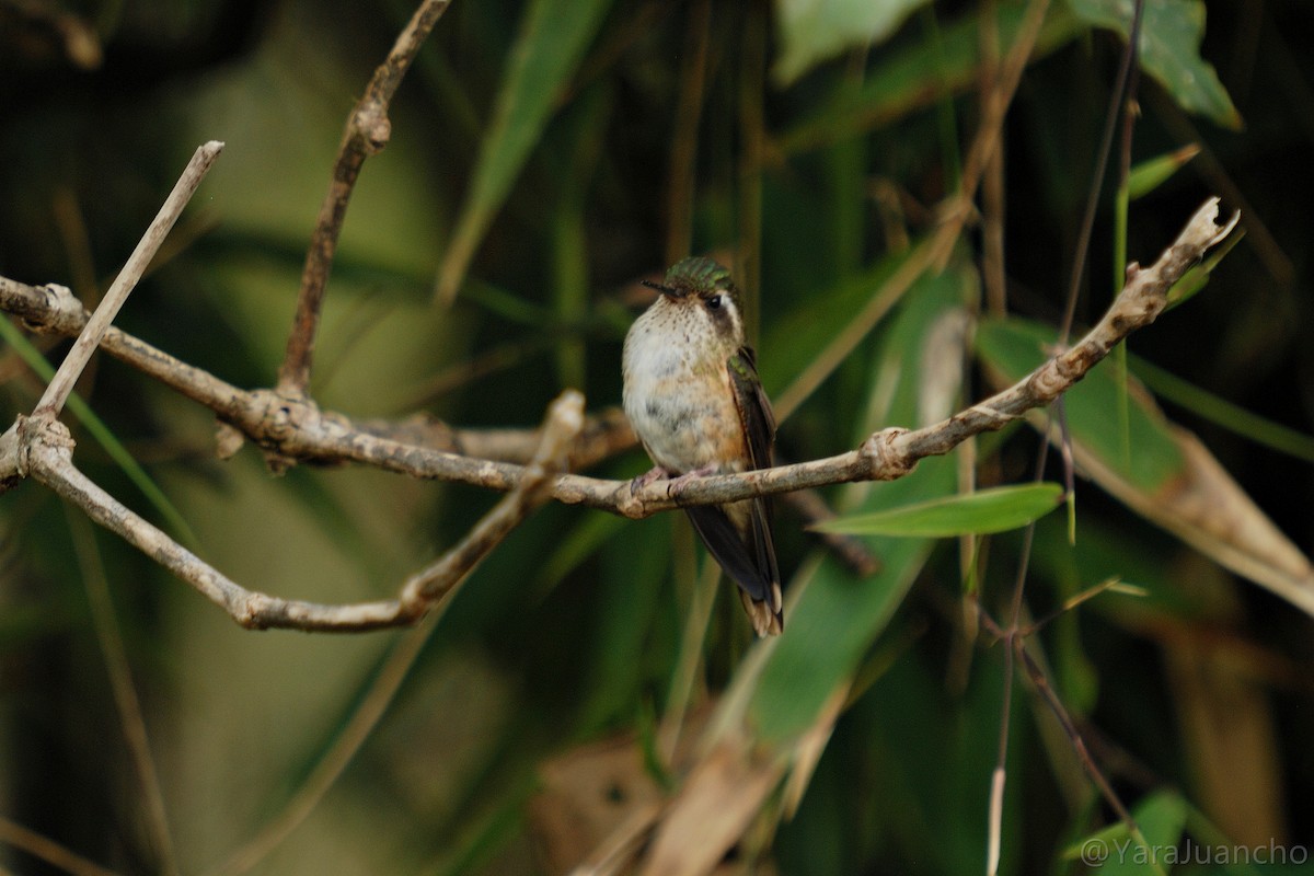 Speckled Hummingbird - Juan Escudero