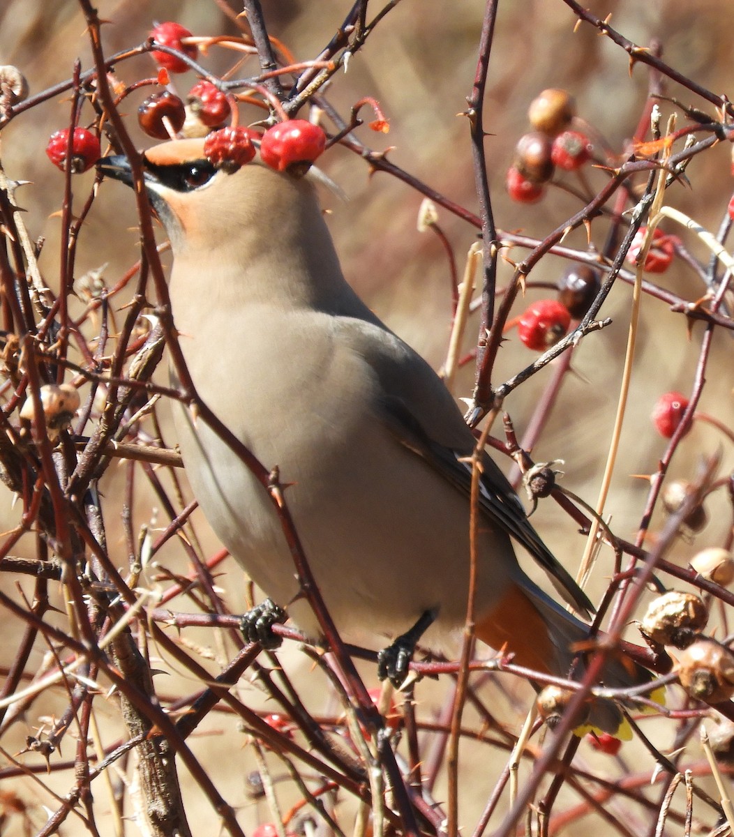 Bohemian/Cedar Waxwing - ML616902629