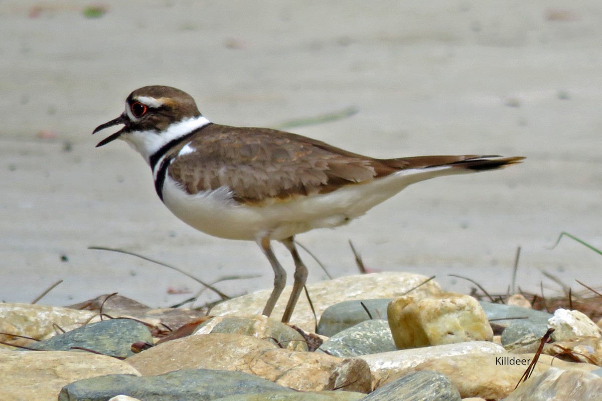 Killdeer - Merrill Lester