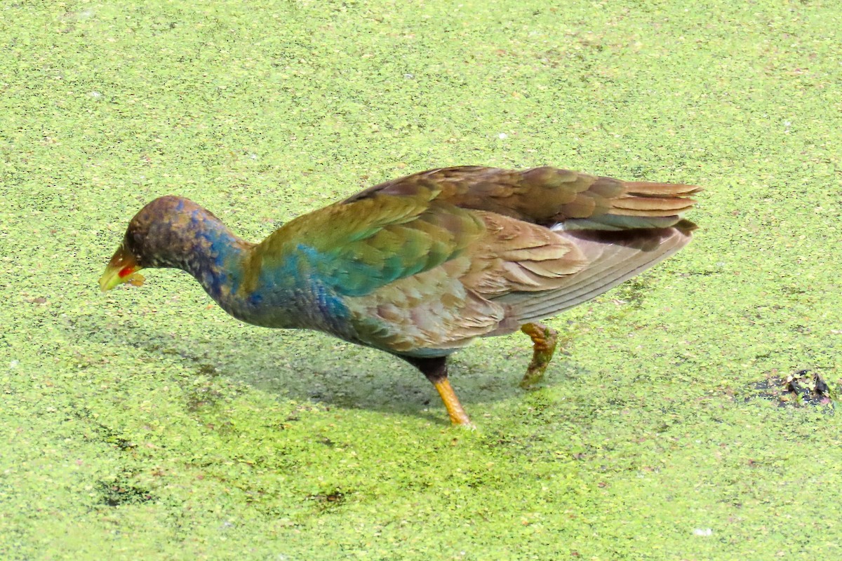 Purple Gallinule - ML616902654