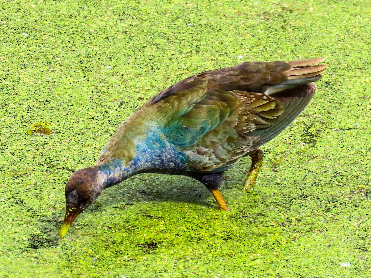 Purple Gallinule - ML616902655