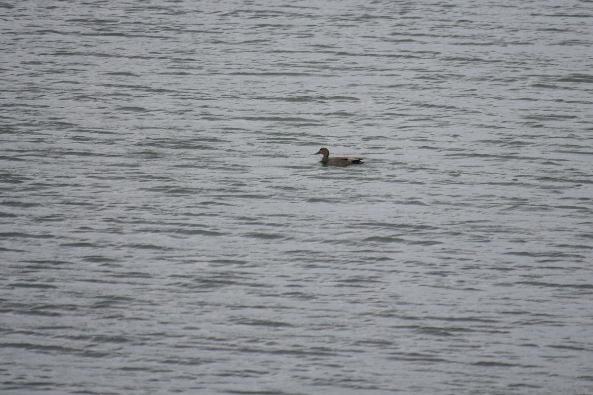 Gadwall - ML616902656