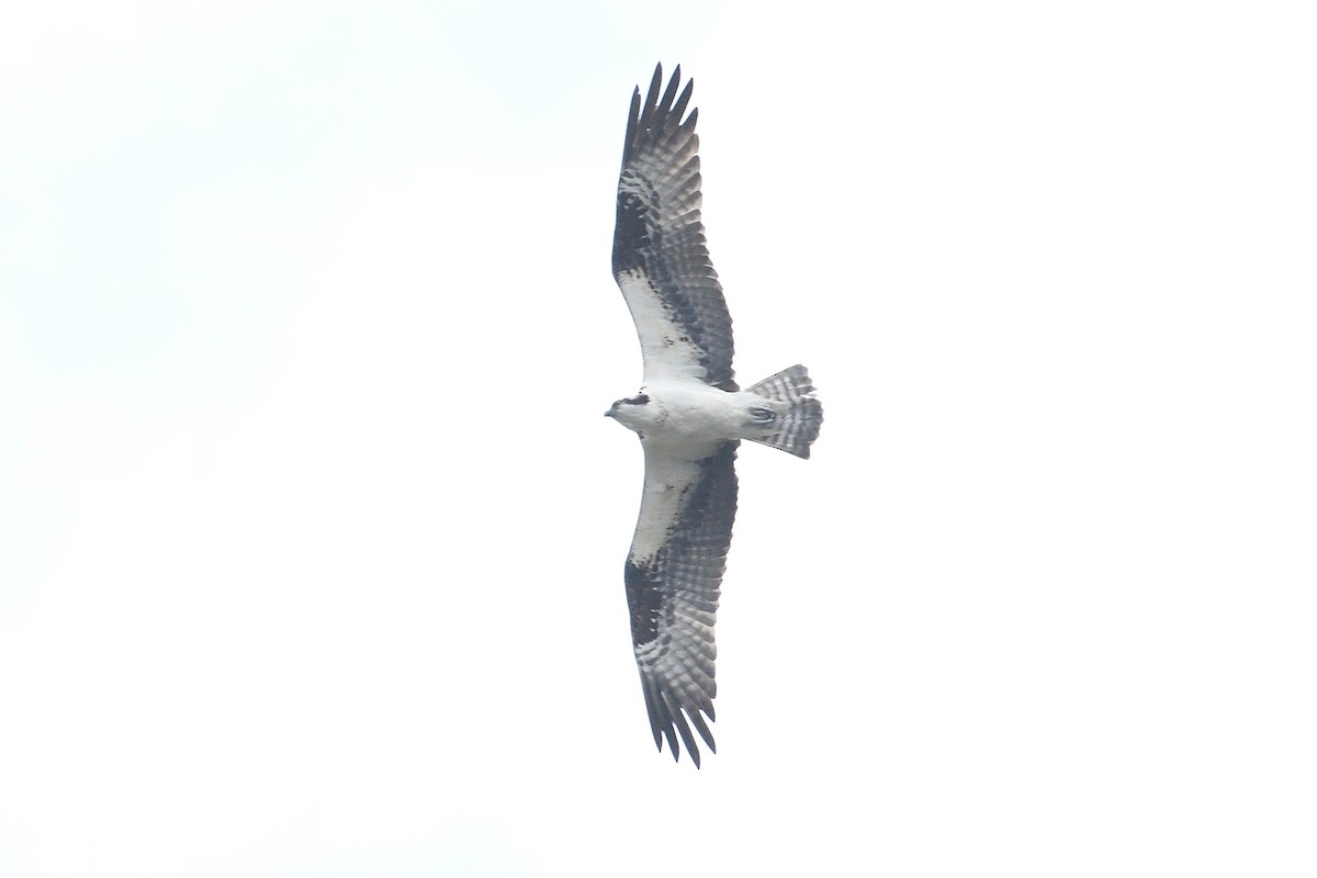 Balbuzard pêcheur - ML616902657