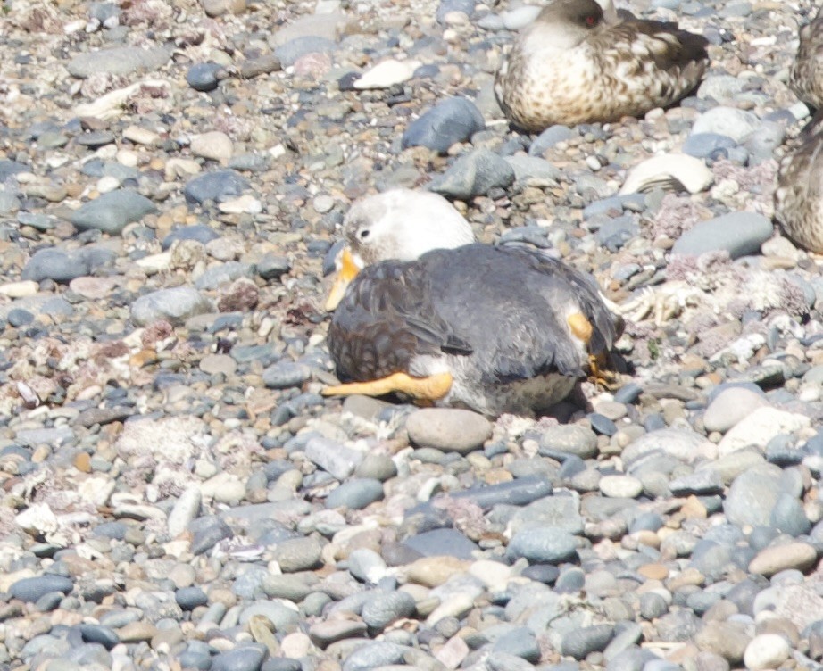 White-headed Steamer-Duck - Darrell Parsons