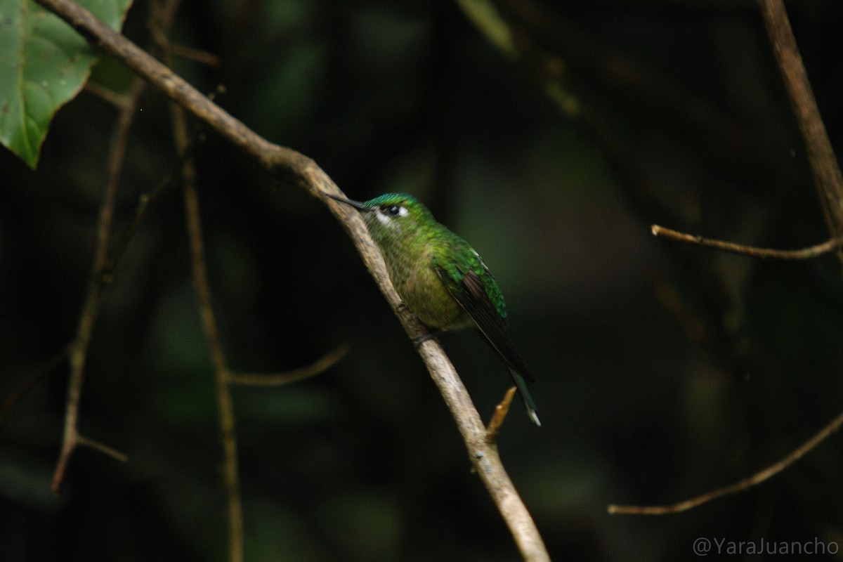 Long-tailed Sylph - Juan Escudero