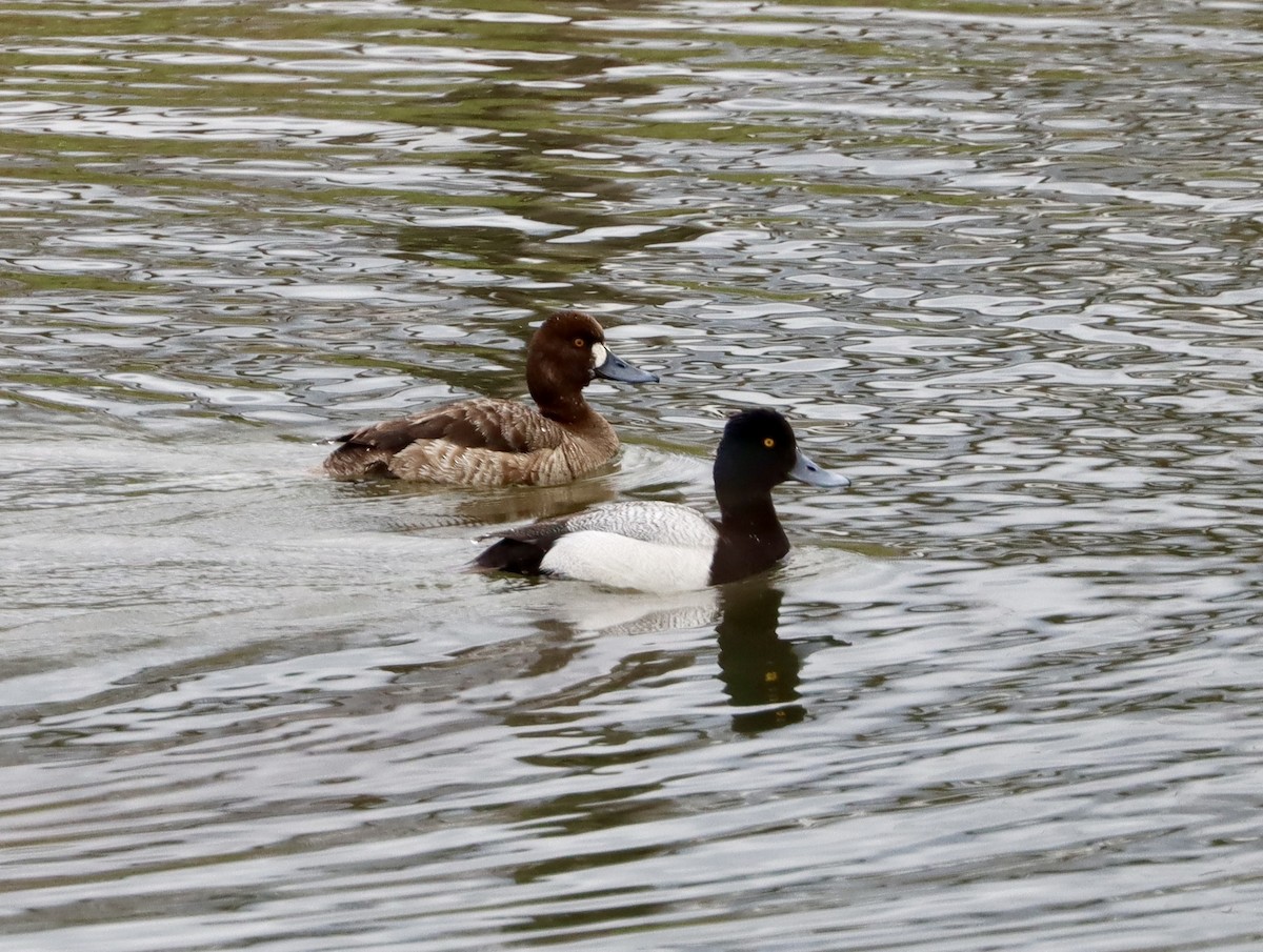 Lesser Scaup - ML616902723