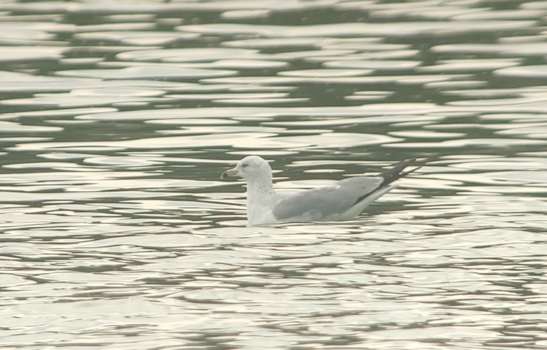 Ring-billed Gull - Jorge  Aguilar