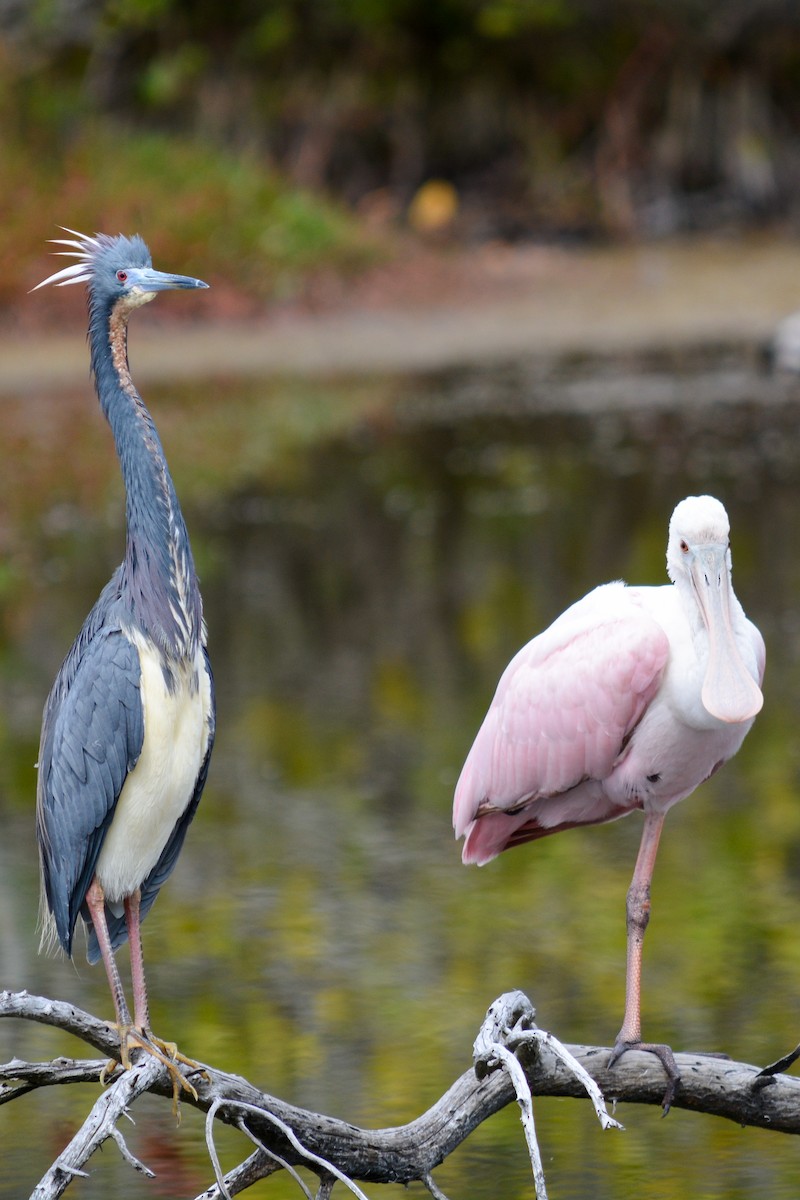 Roseate Spoonbill - ML616902754