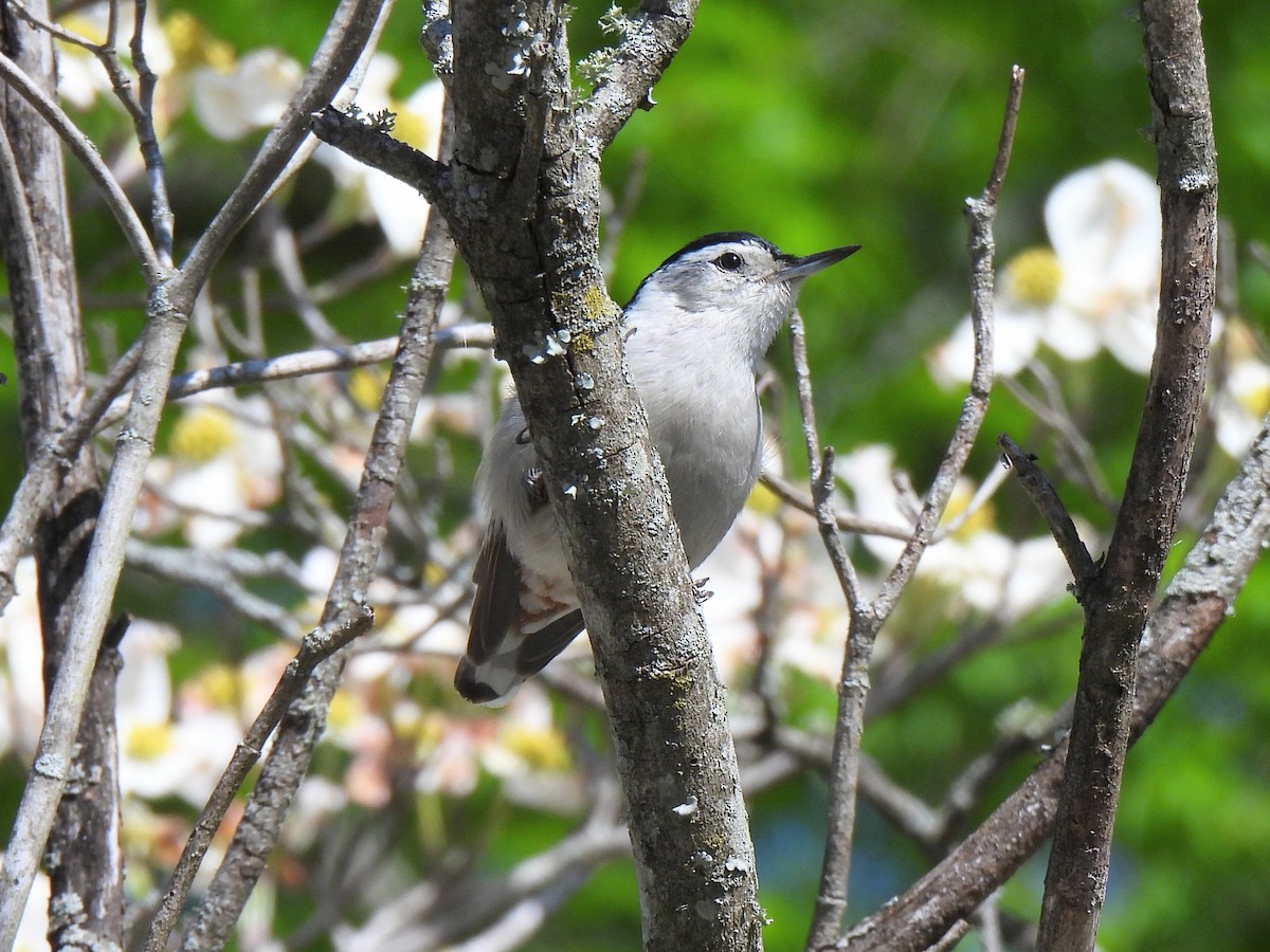 White-breasted Nuthatch - ML616902768