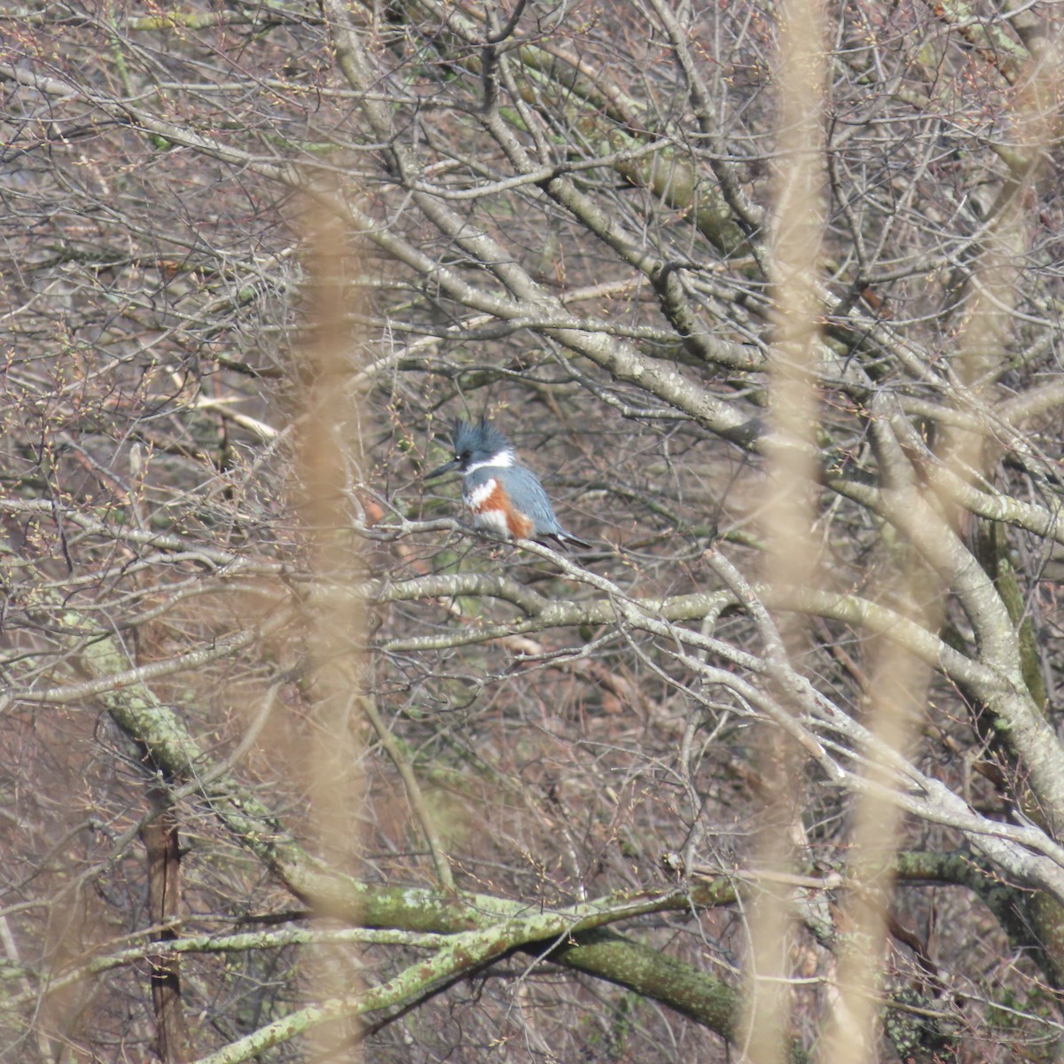 Belted Kingfisher - ML616902781