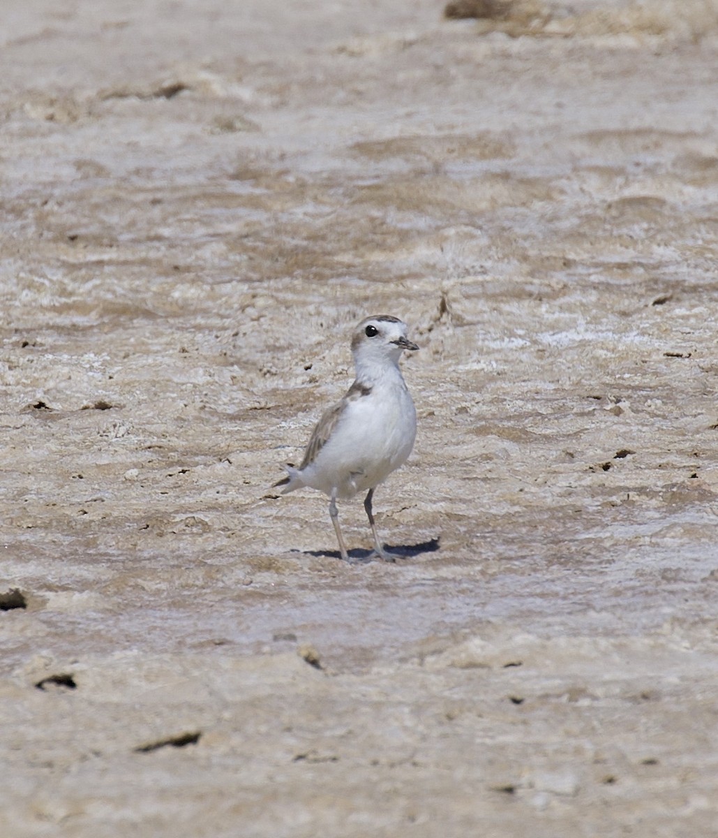 Snowy Plover - ML616902807