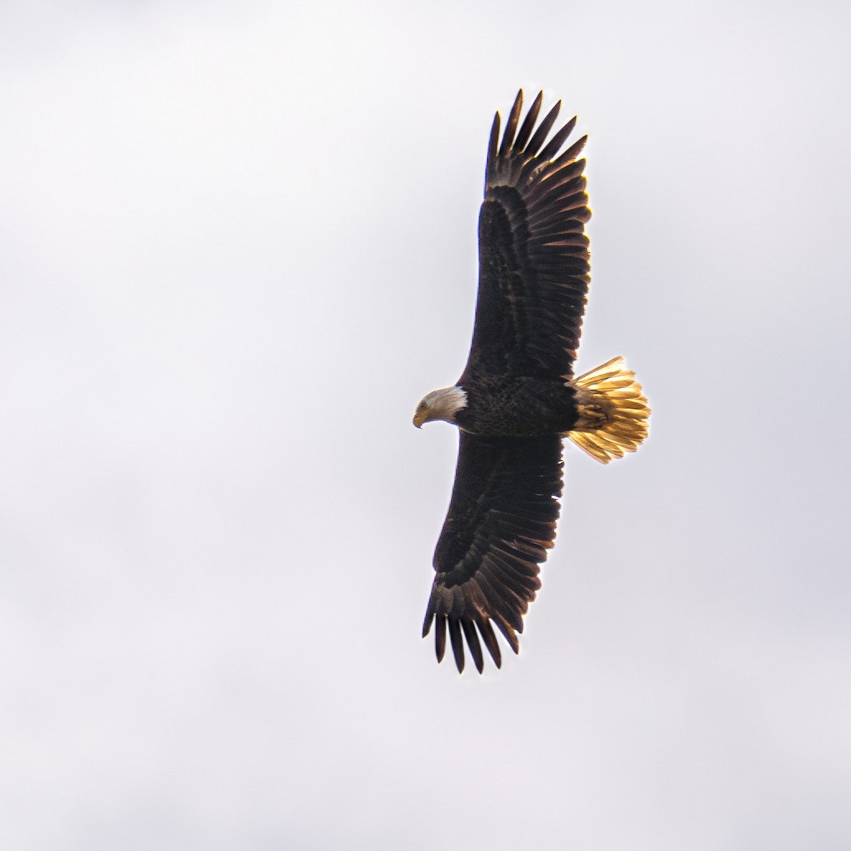 Bald Eagle - ML616902832