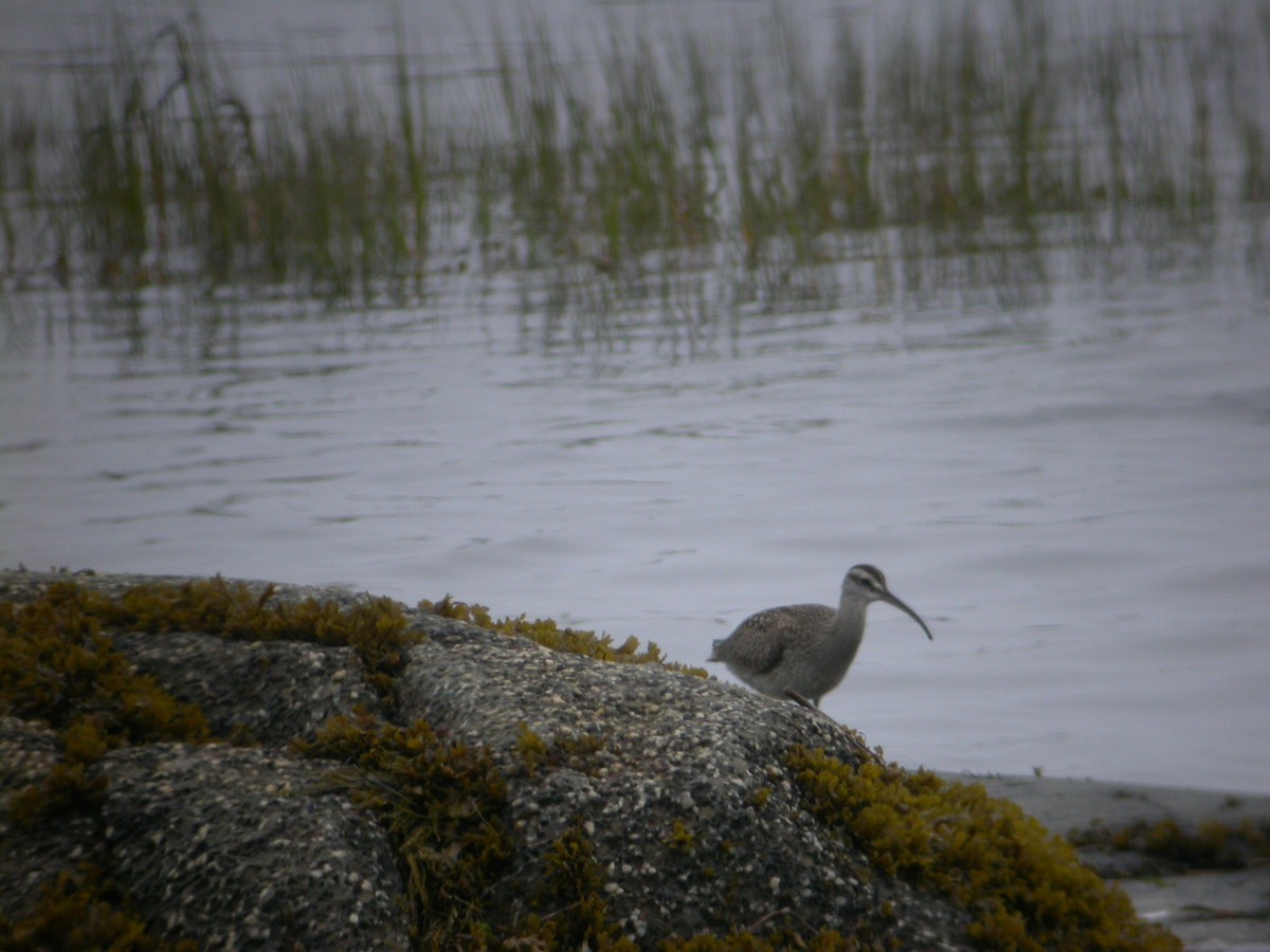 Whimbrel - Maurice Raymond