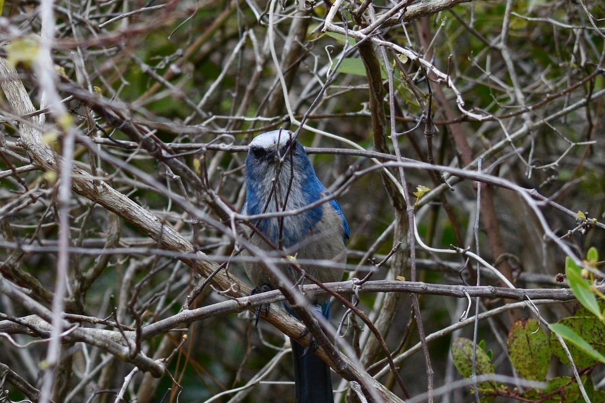 Florida Scrub-Jay - ML616902890