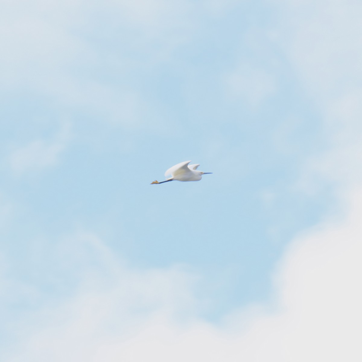 volavka bělostná - ML616902896