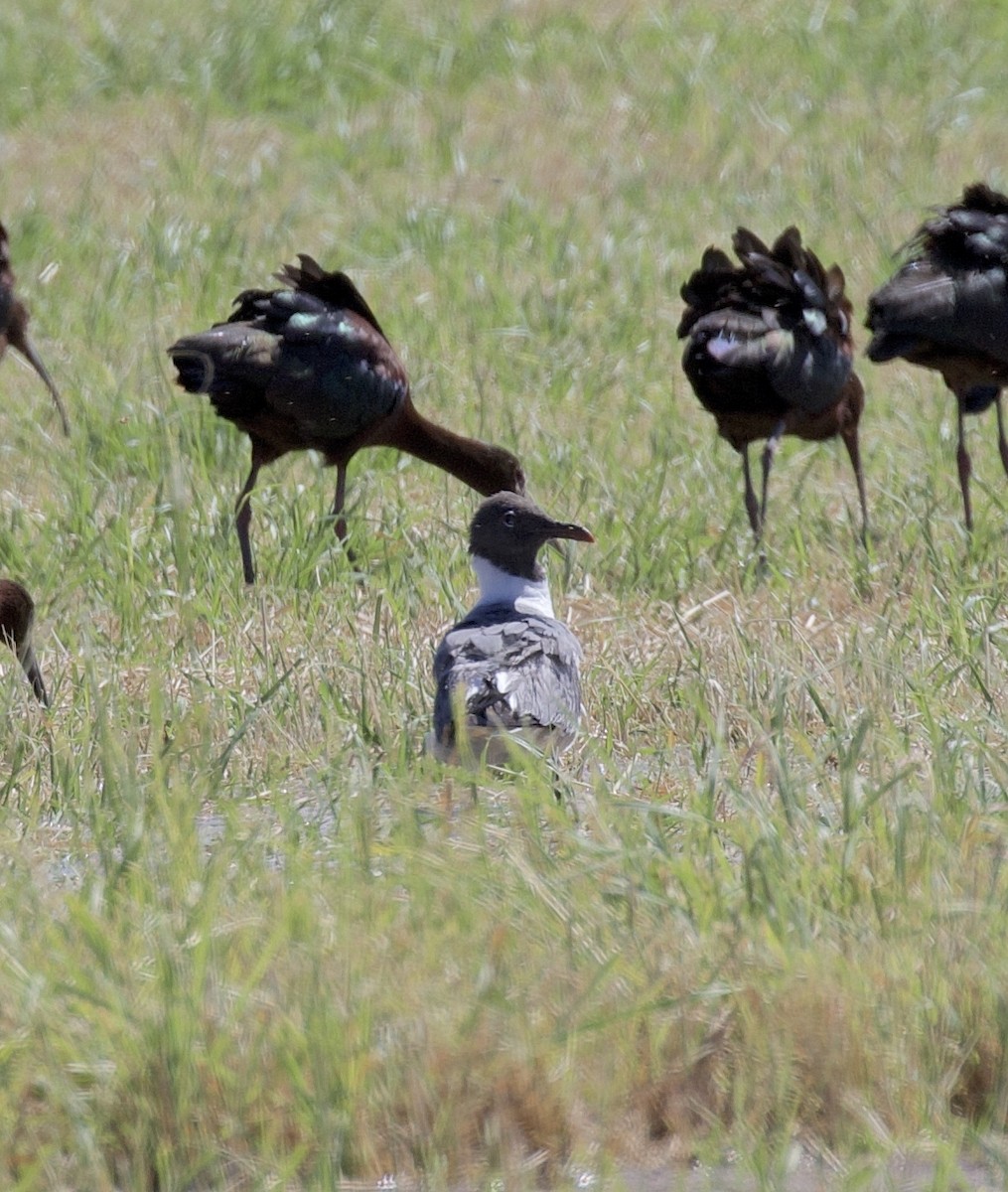 Laughing Gull - ML616902907