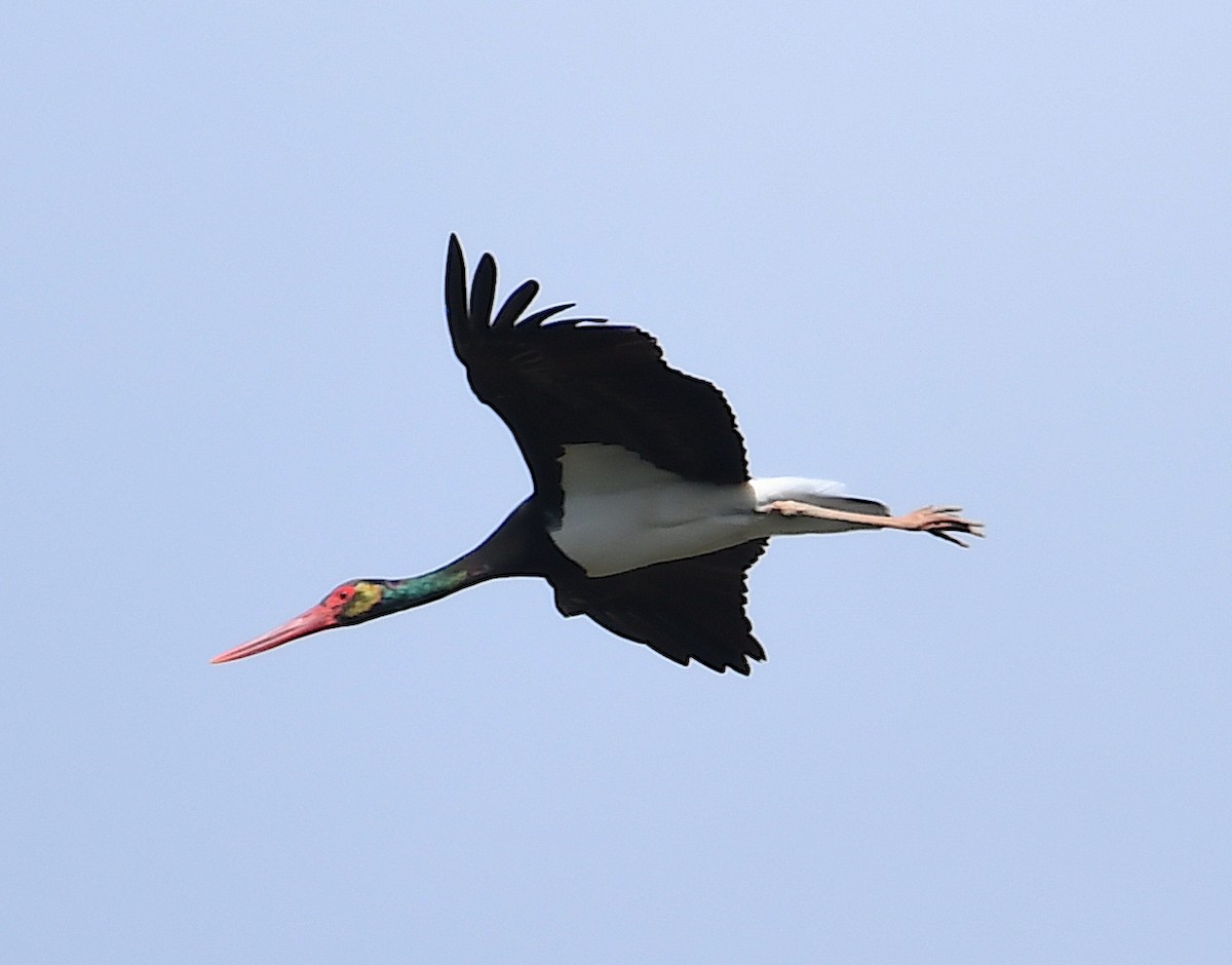 Black Stork - ML616903013