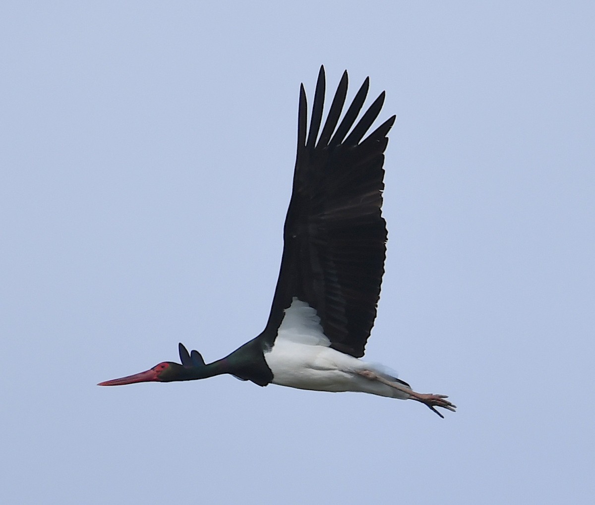 Black Stork - ML616903014