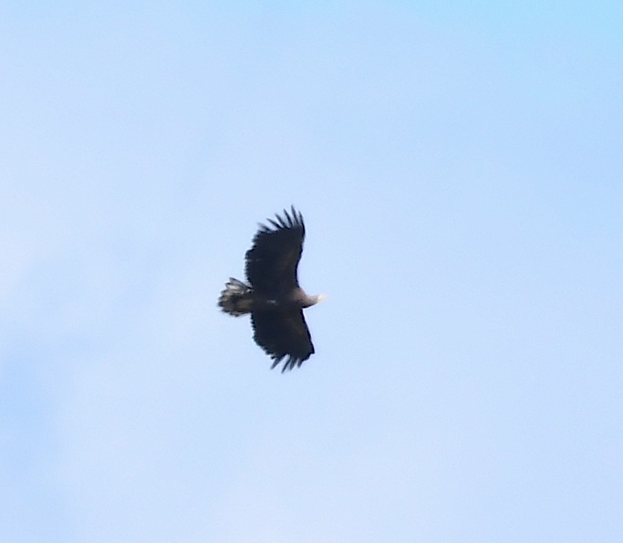 White-tailed Eagle - ML616903016